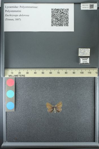 Media type: image;   Entomology 185173